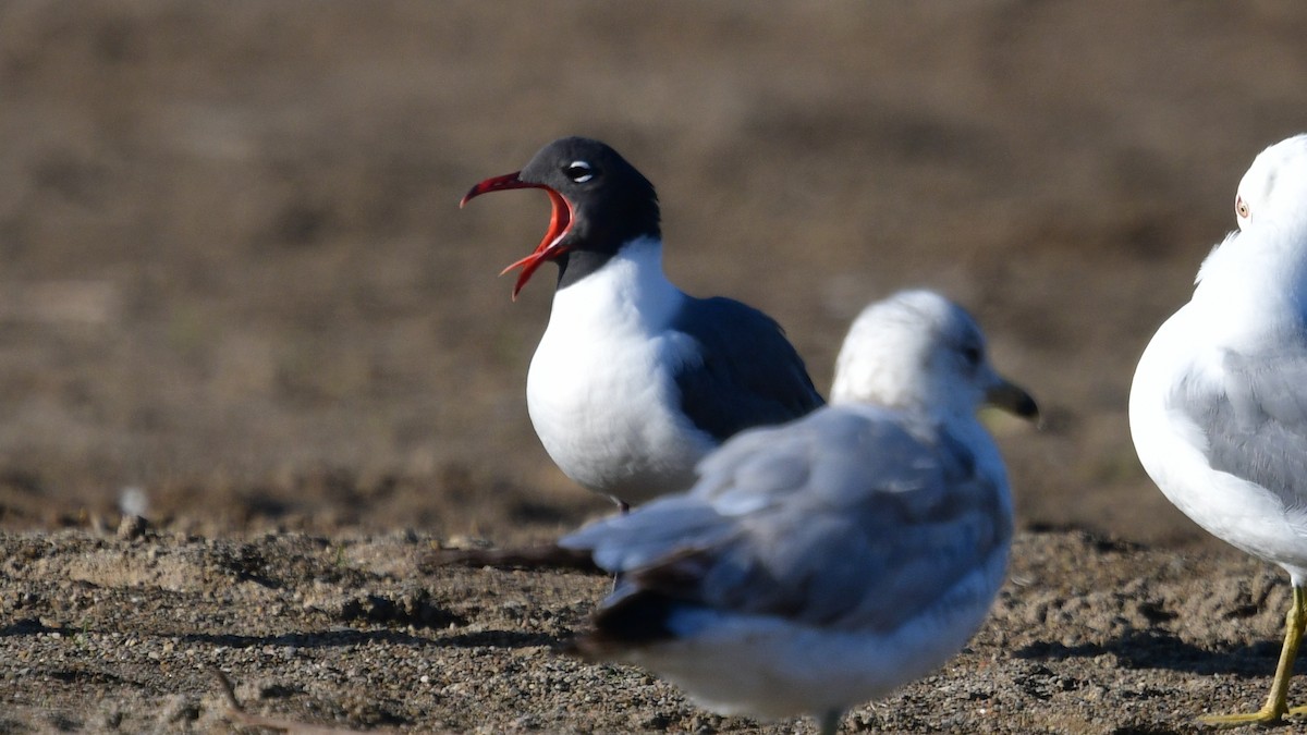 Laughing Gull - Carl Winstead