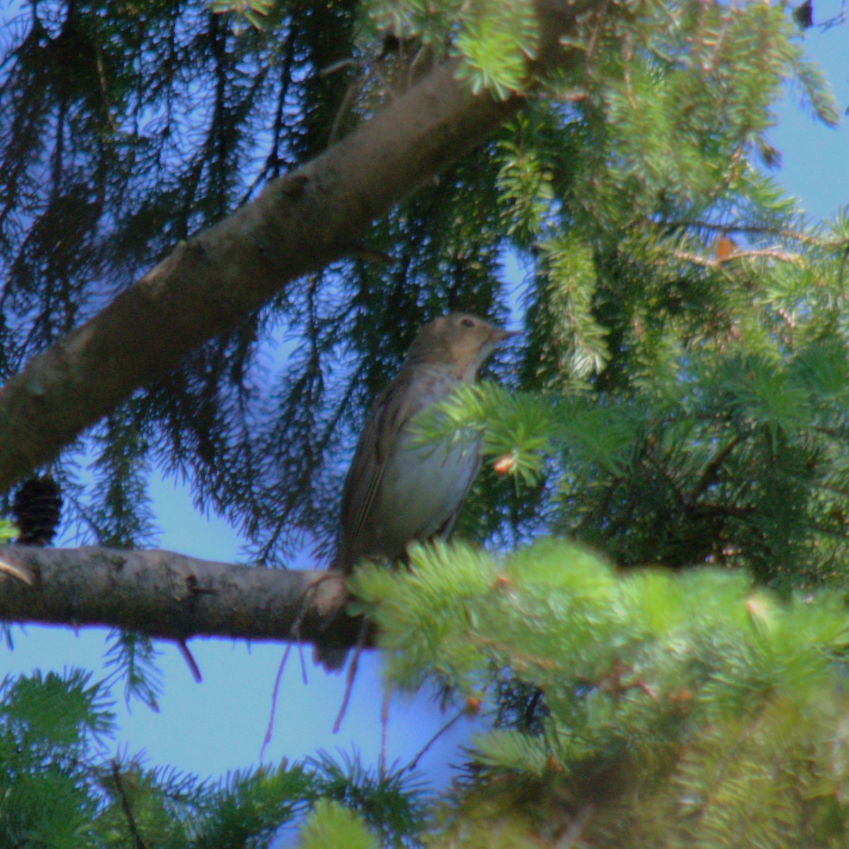 Hermit Thrush - ML619492294