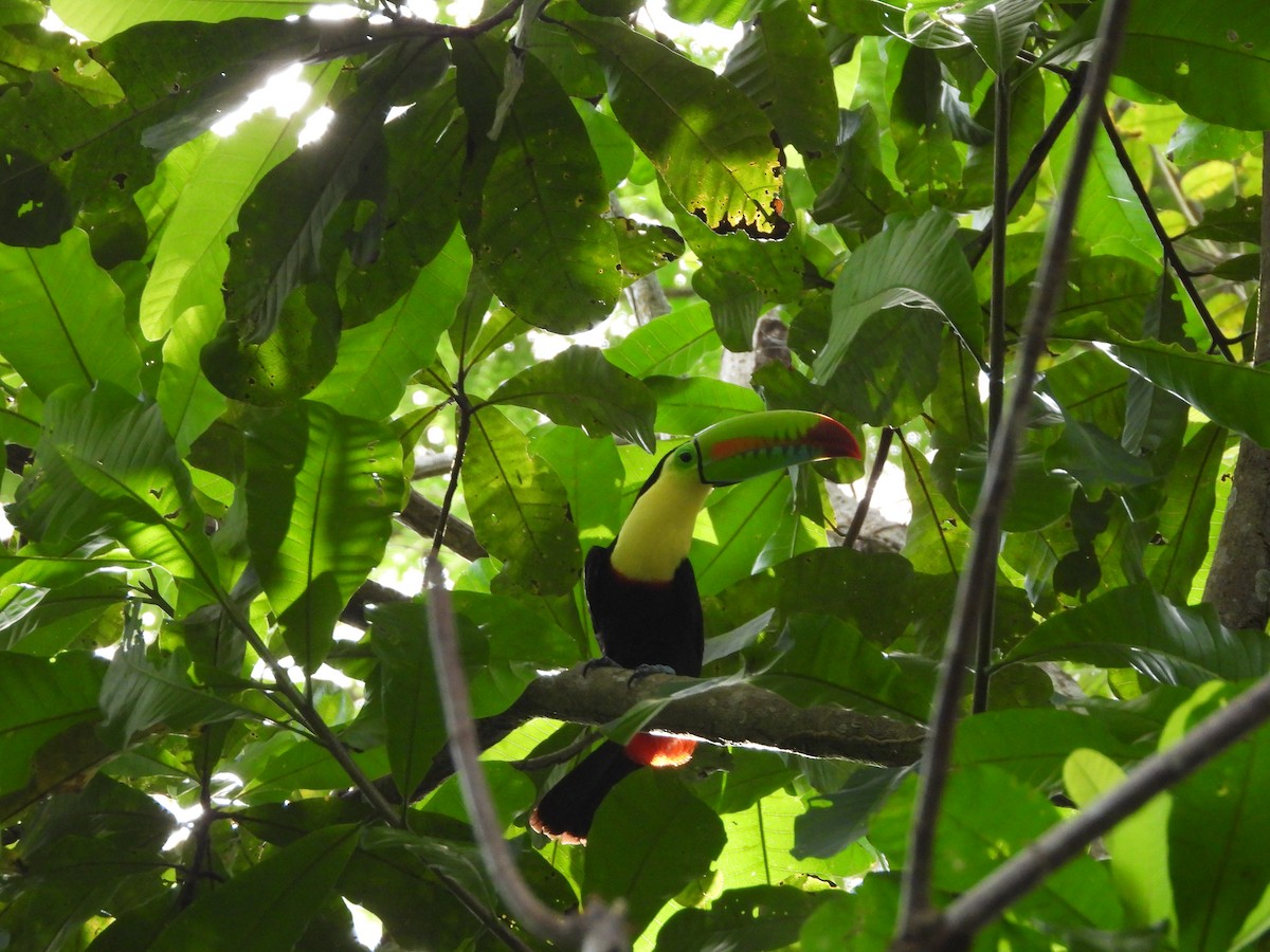 Keel-billed Toucan - Andrés Olmos Sánchez