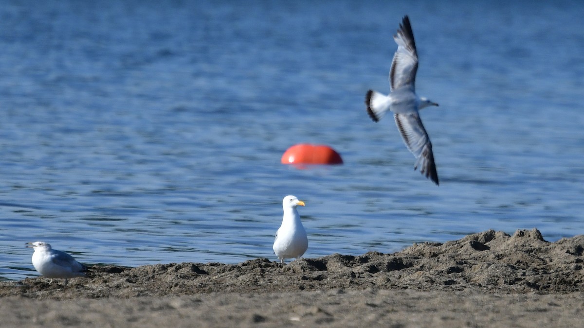 Herring Gull - Carl Winstead