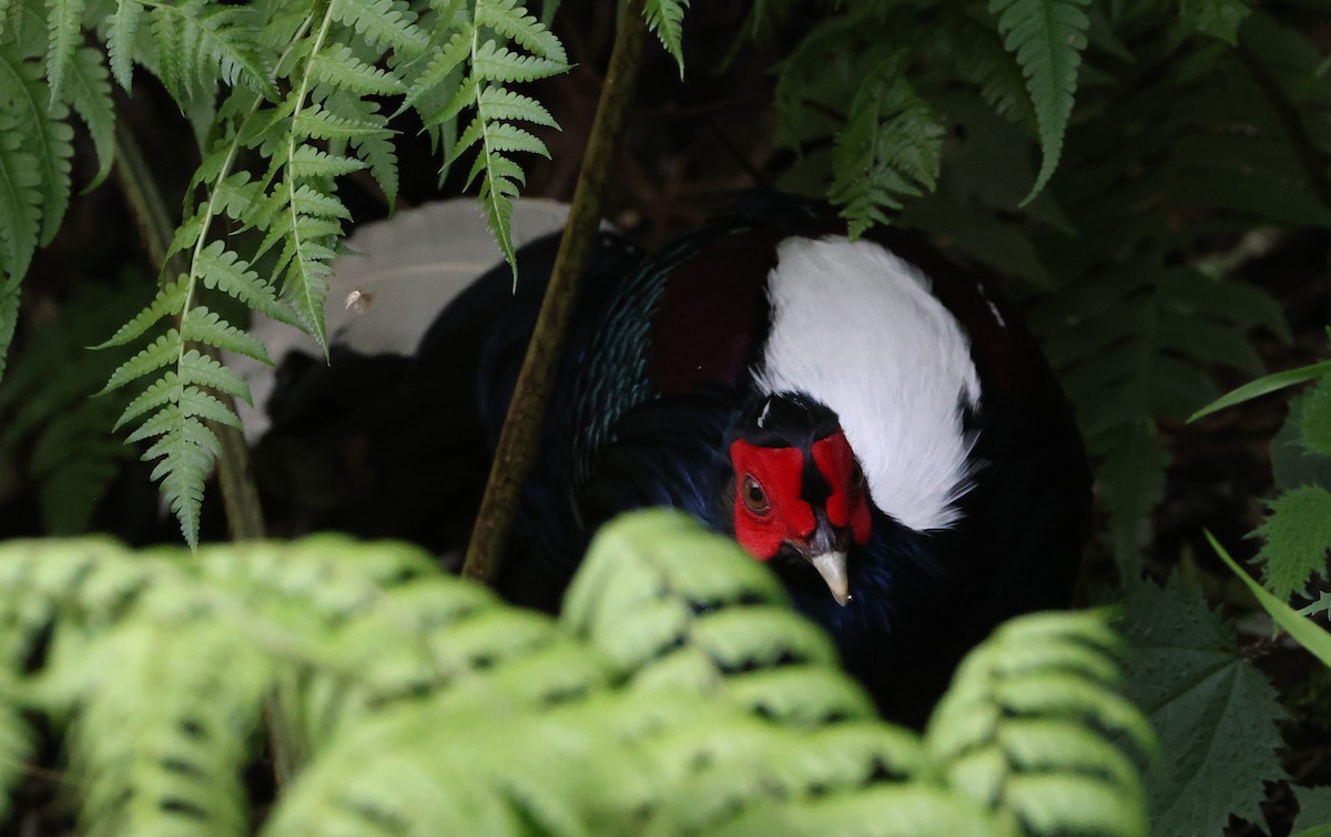 Swinhoe's Pheasant - Simon Pinder