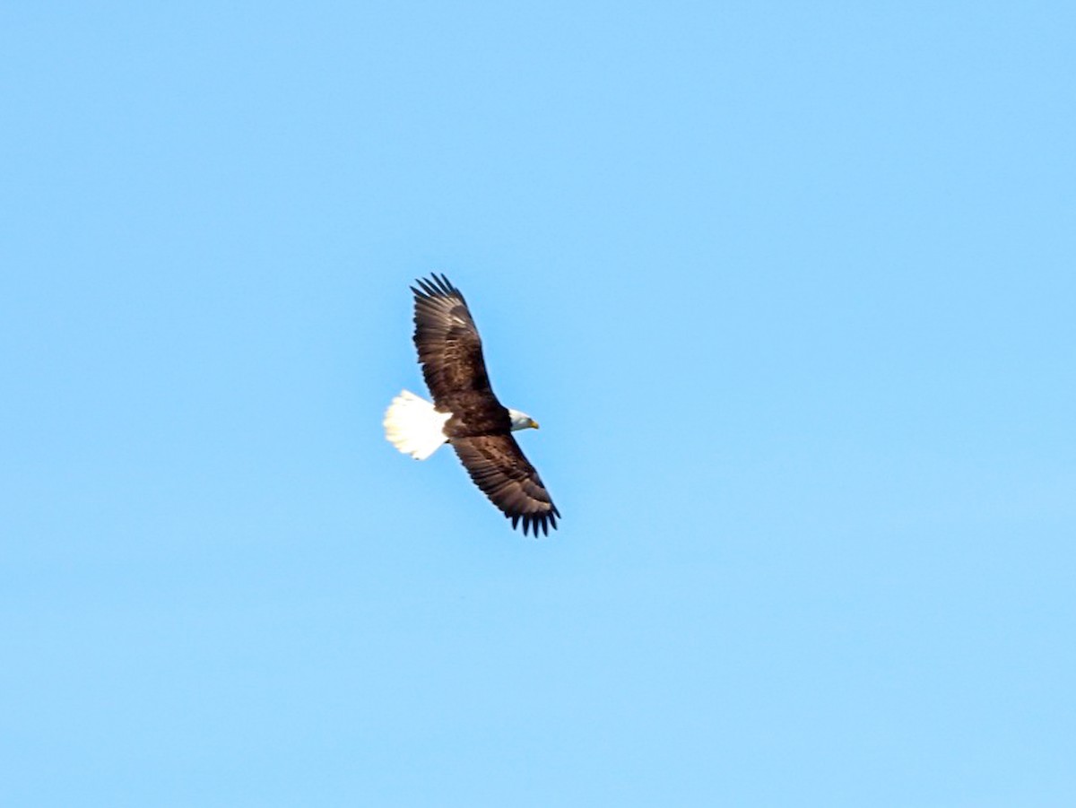 Bald Eagle - Jack Pauw