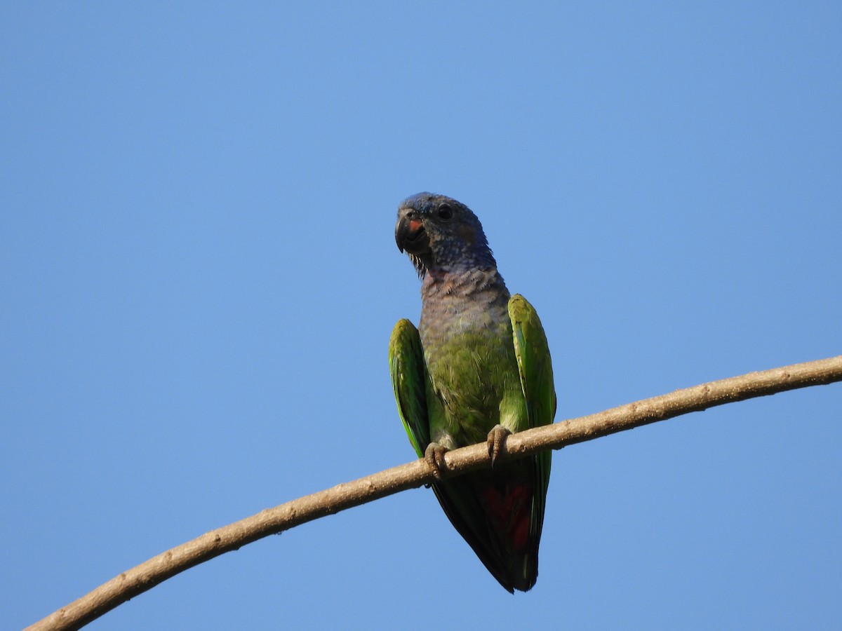 Blue-headed Parrot - Andrés Olmos Sánchez