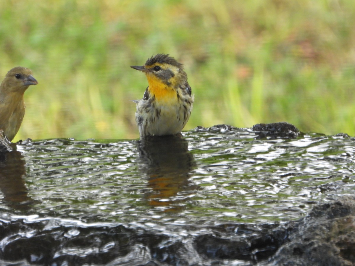 Blackburnian Warbler - ML619492318