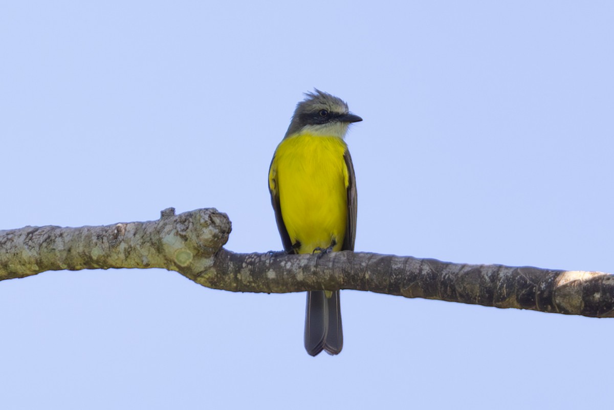 Gray-capped Flycatcher - Mason Flint