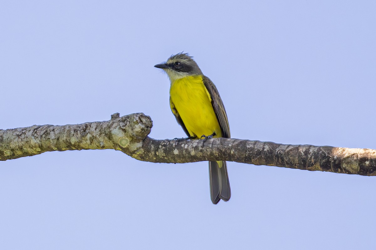 Gray-capped Flycatcher - Mason Flint