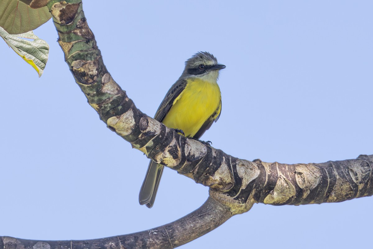 Gray-capped Flycatcher - Mason Flint