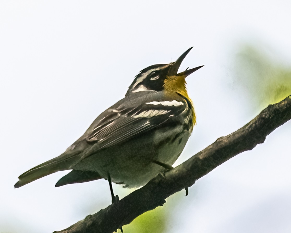 Yellow-throated Warbler - Mark Singer
