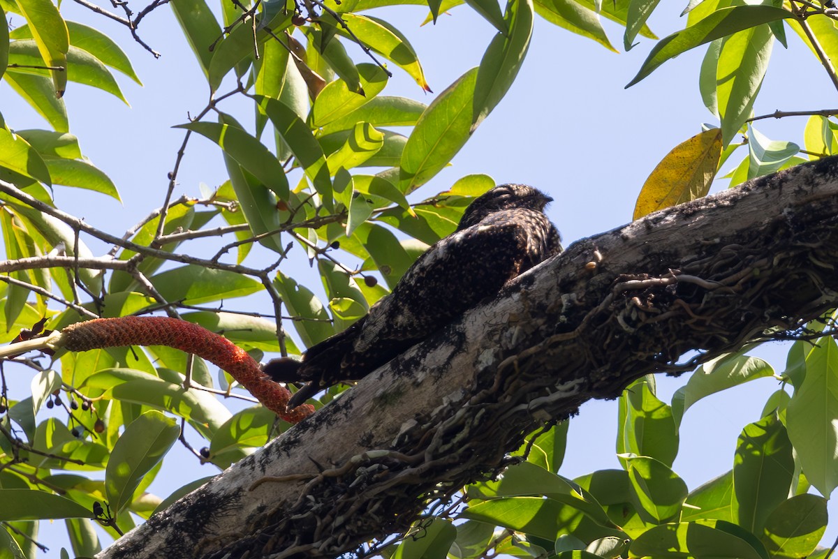 Short-tailed Nighthawk - Mason Flint