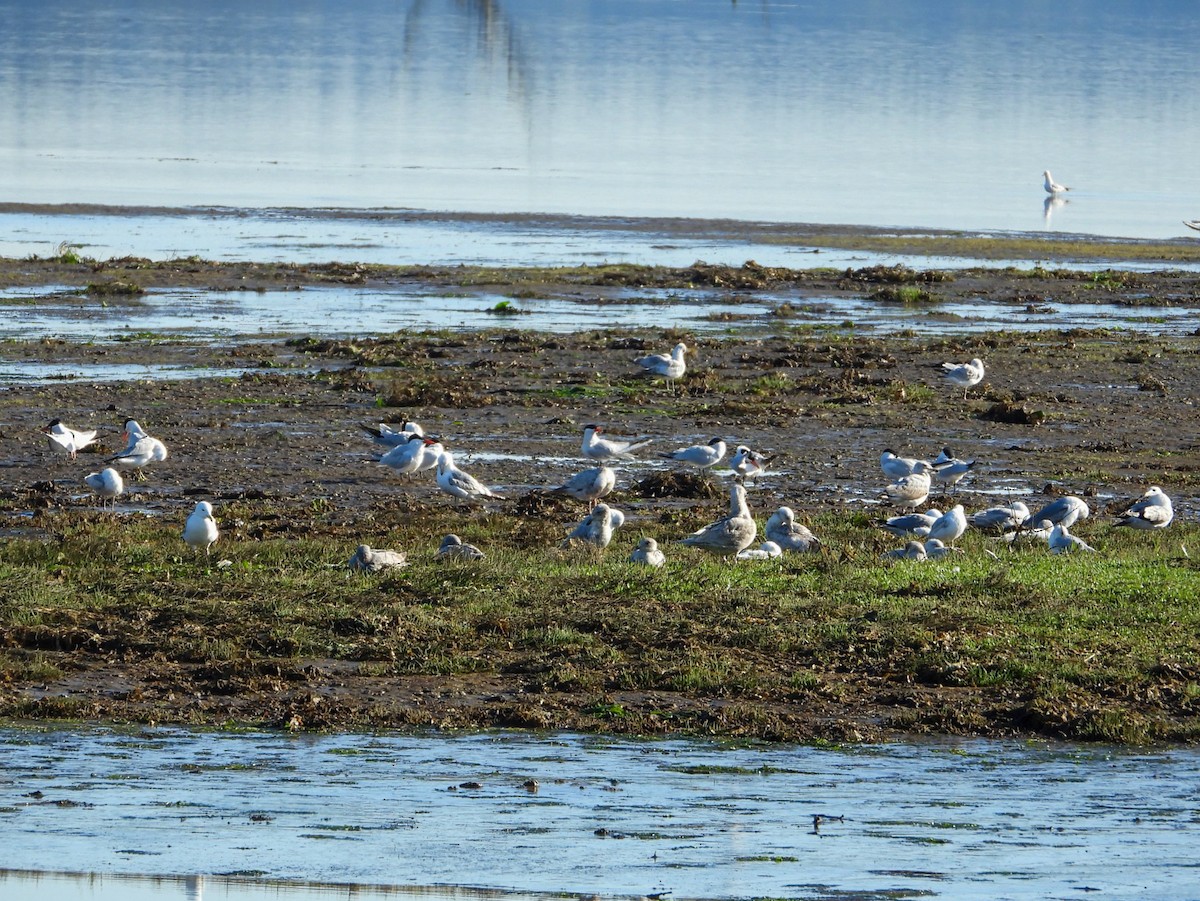 Caspian Tern - Jack Pauw