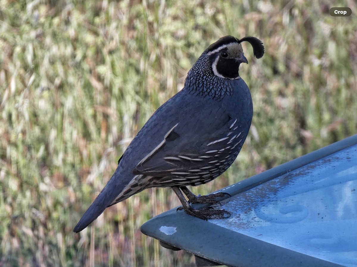 California Quail - Willeke and Frits Bosveld - van Rijn