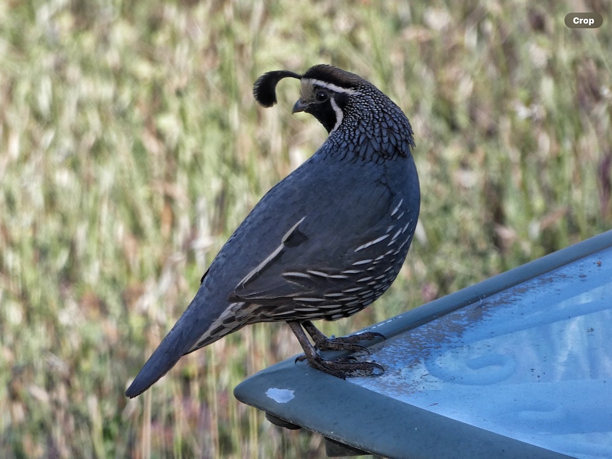 California Quail - Willeke and Frits Bosveld - van Rijn