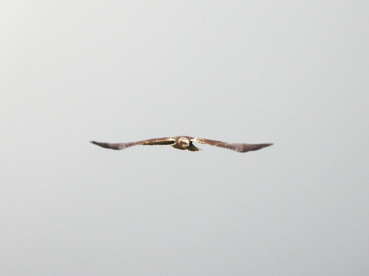 Western Marsh Harrier - ML619492343