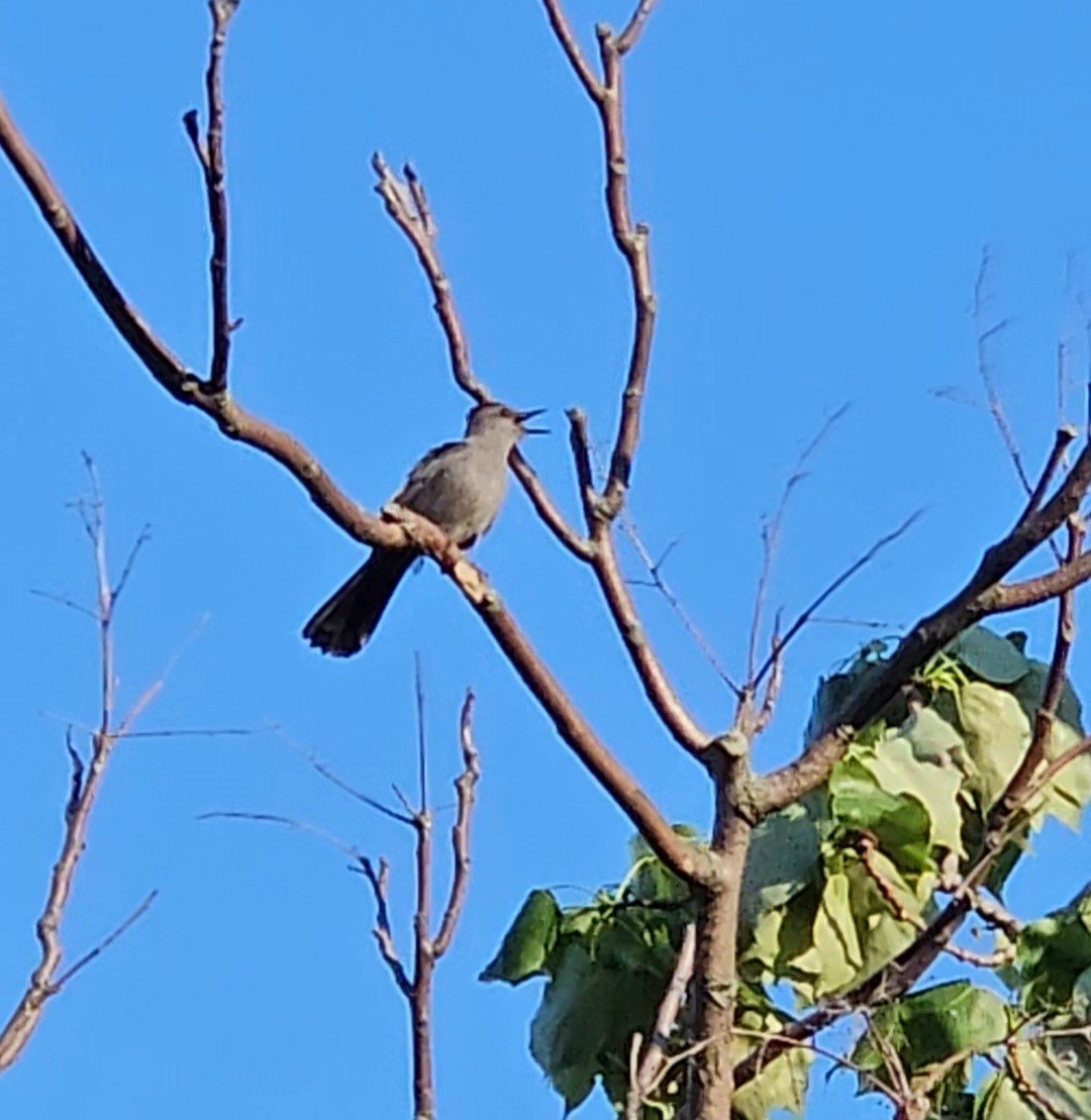 Gray Catbird - ML619492344