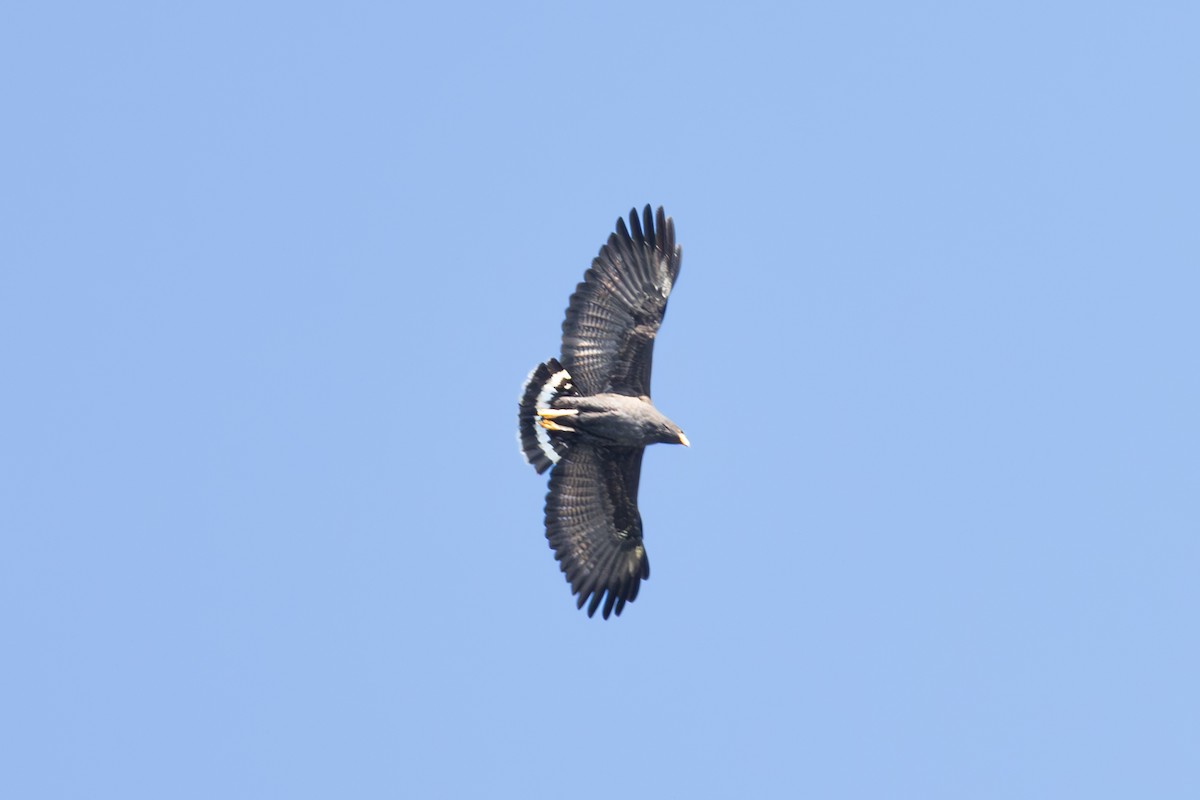 Common Black Hawk - Mason Flint