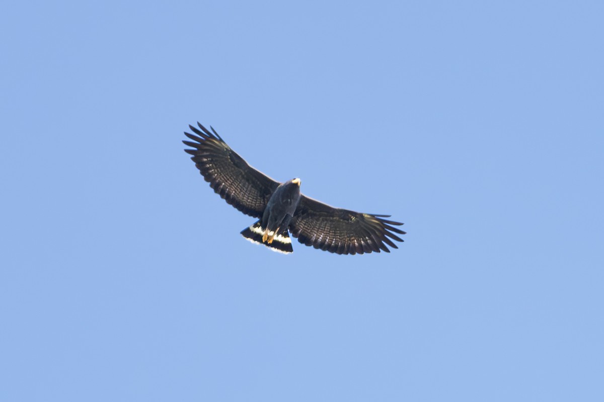 Common Black Hawk - Mason Flint