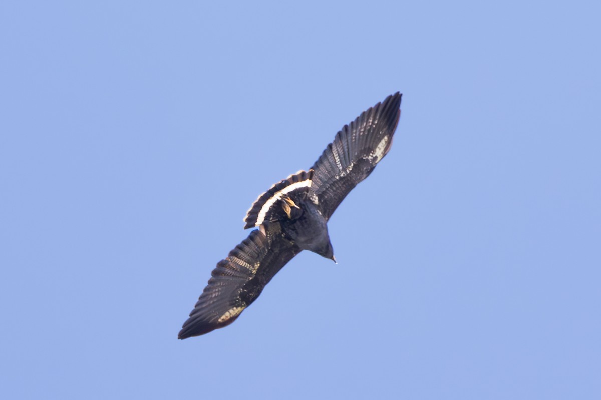 Common Black Hawk - Mason Flint