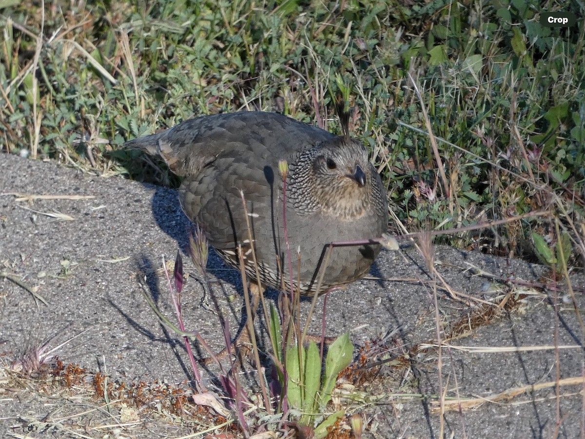 California Quail - Willeke and Frits Bosveld - van Rijn