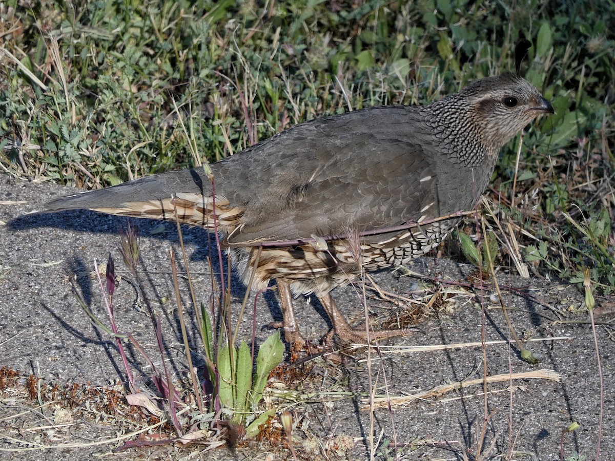 California Quail - Willeke and Frits Bosveld - van Rijn