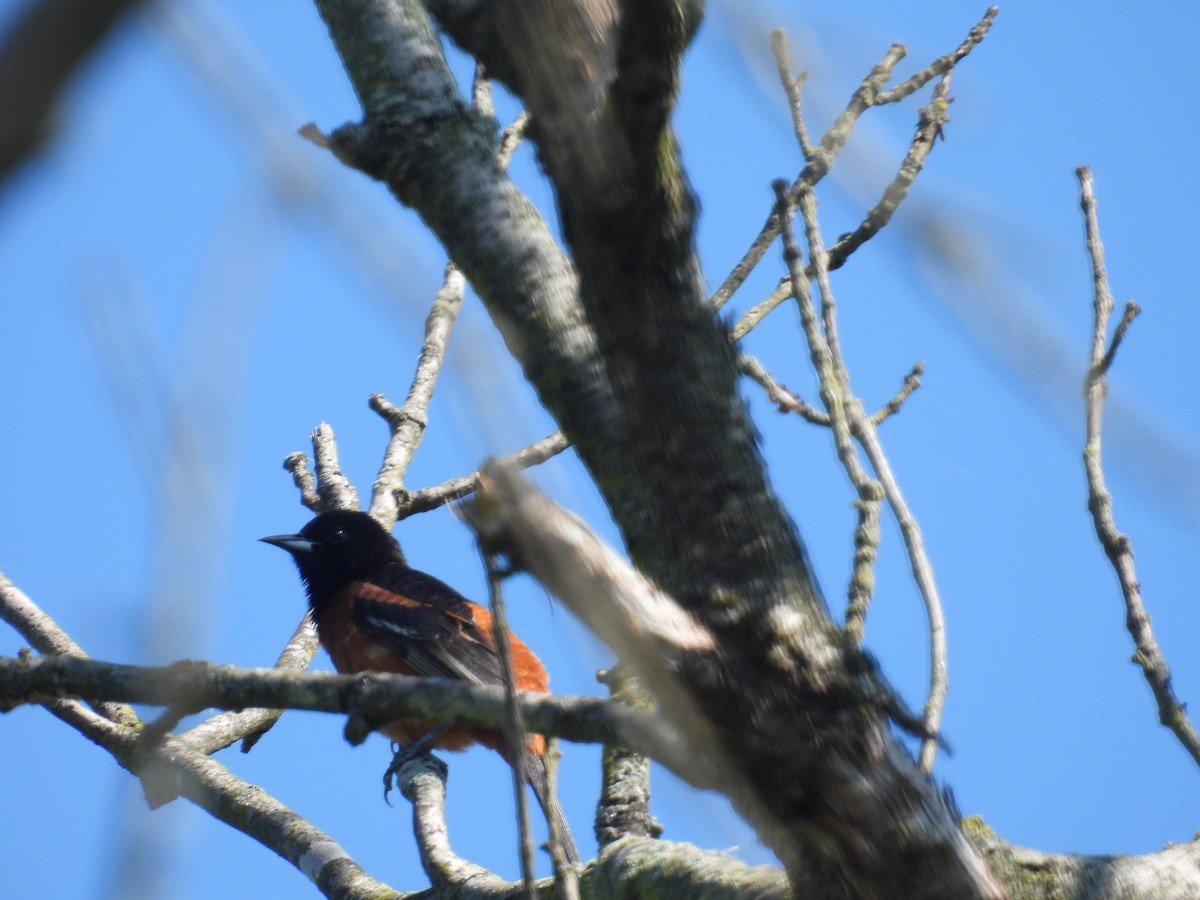 Orchard Oriole - Rich Ziegler