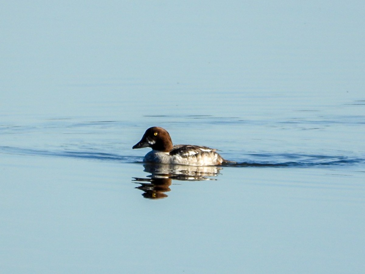 Common Goldeneye - Jack Pauw