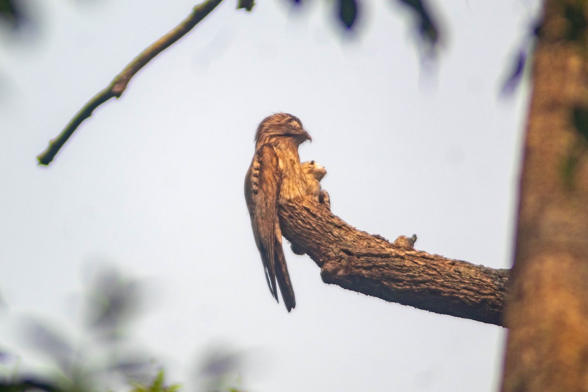 Northern Potoo - Manuel de Jesus Hernandez Ancheita