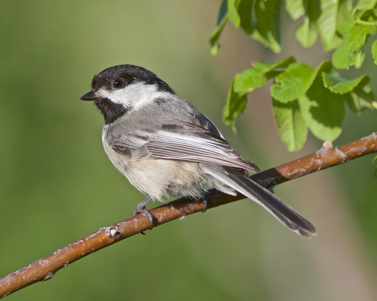 Black-capped Chickadee - Jack & Holly Bartholmai