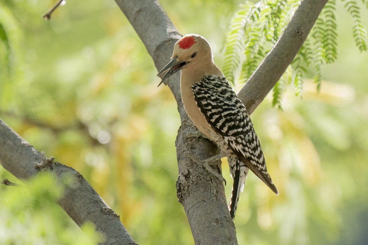 Gila Woodpecker - Slawomir Dabrowski