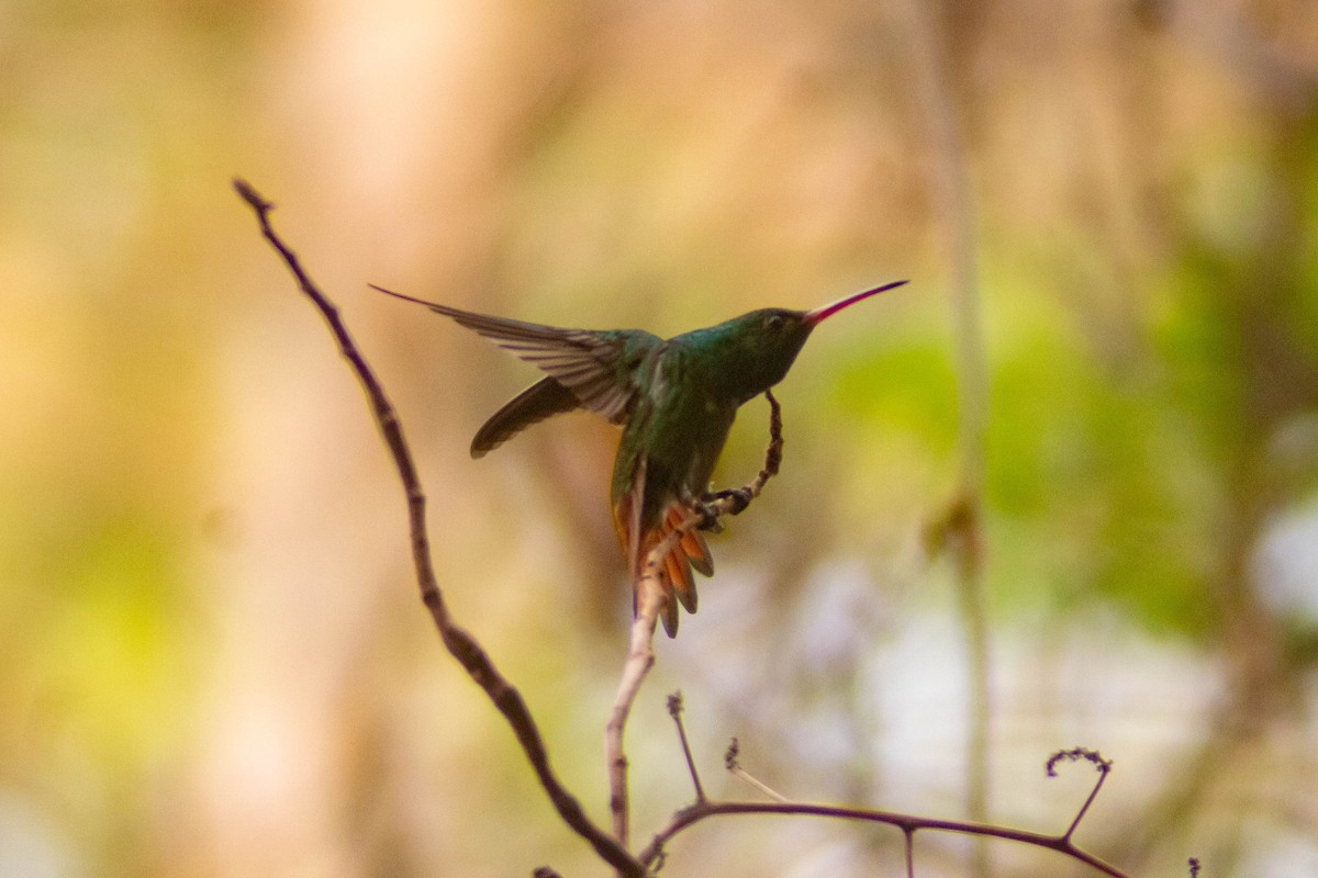 Rufous-tailed Hummingbird - Manuel de Jesus Hernandez Ancheita