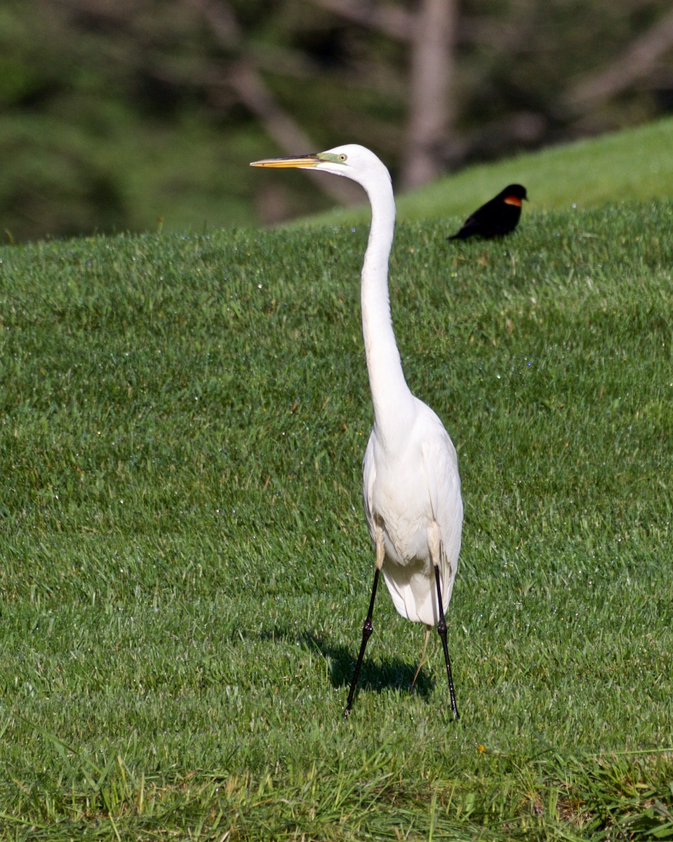 Great Egret - Jack & Holly Bartholmai