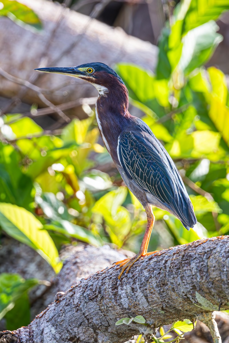 Green Heron - Mason Flint