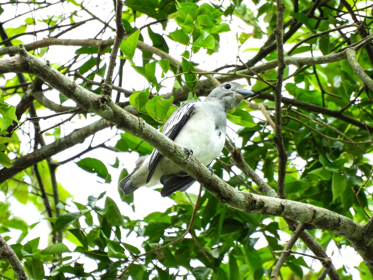 Cotinga neigeux - ML619492411