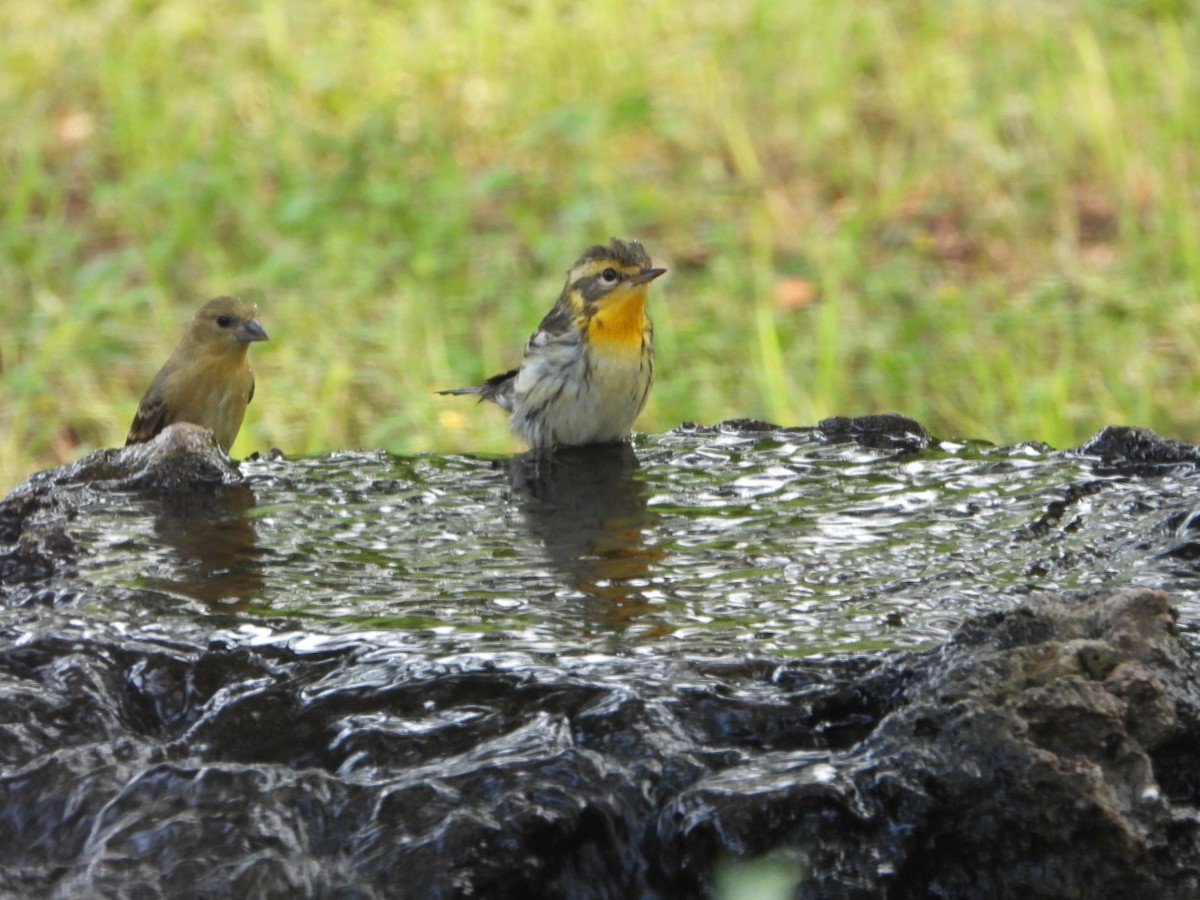 Blackburnian Warbler - Kay Zagst