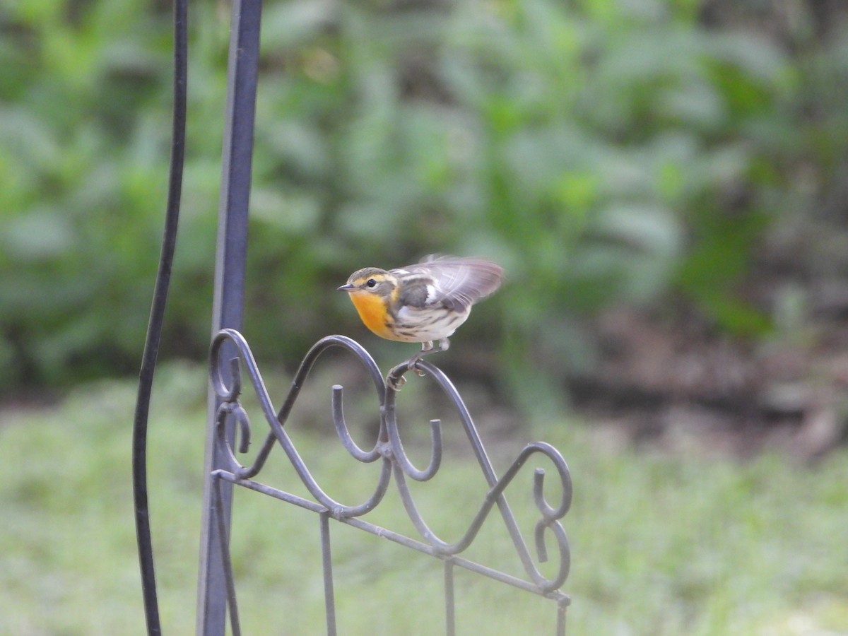 Blackburnian Warbler - Kay Zagst