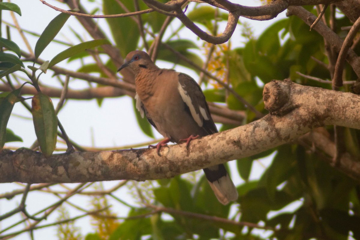 White-winged Dove - Manuel de Jesus Hernandez Ancheita