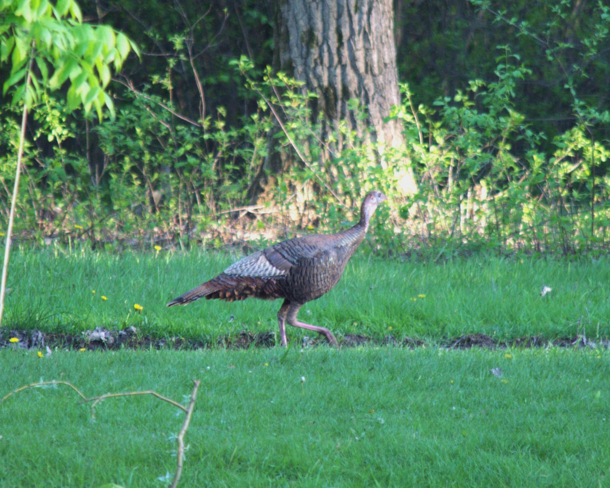 Wild Turkey - ML619492424