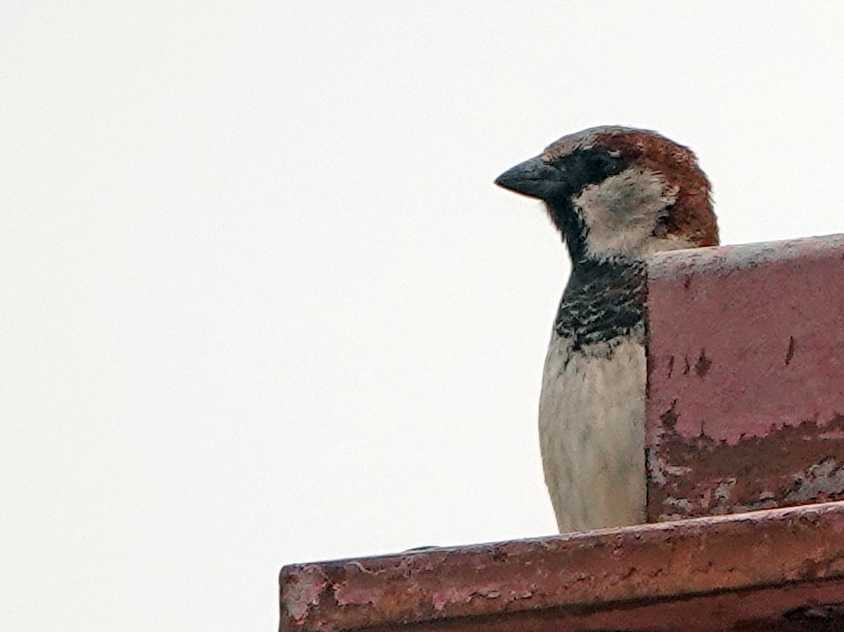 House Sparrow - Diane Drobka