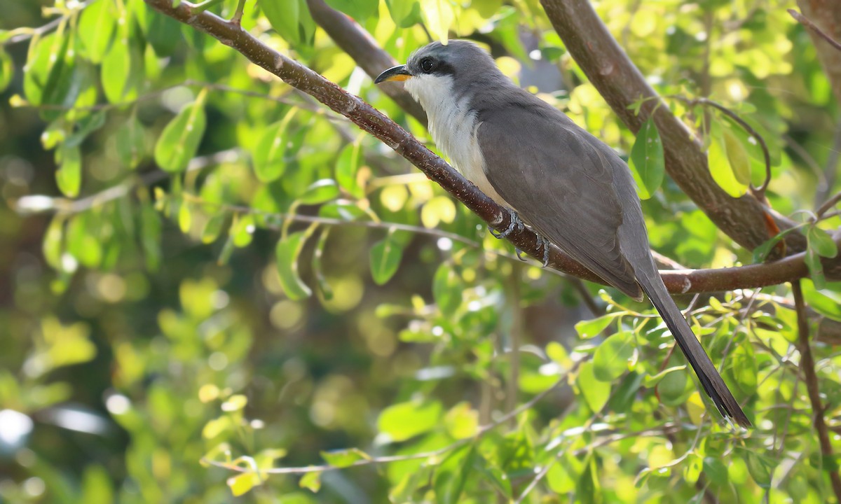 Mangrove Cuckoo - Adrián Braidotti