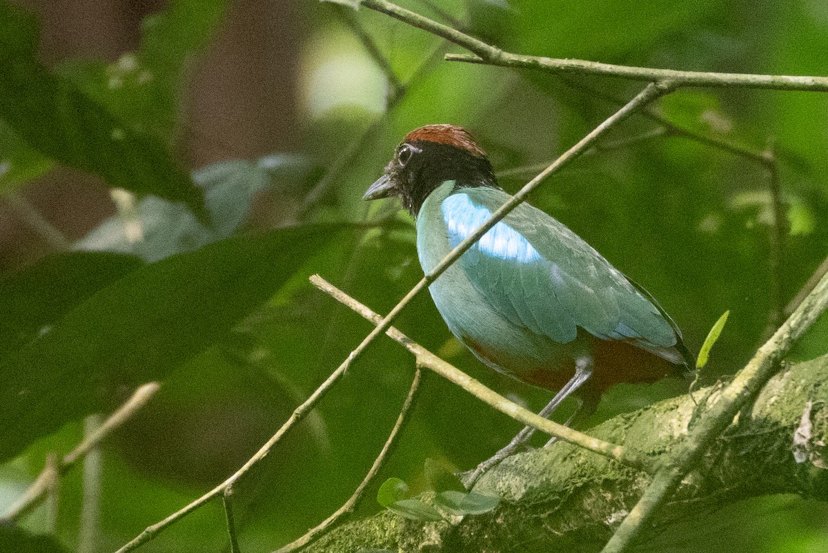 Western Hooded Pitta - Samanvitha Rao