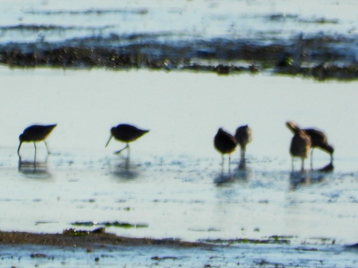 Long-billed Dowitcher - Jack Pauw