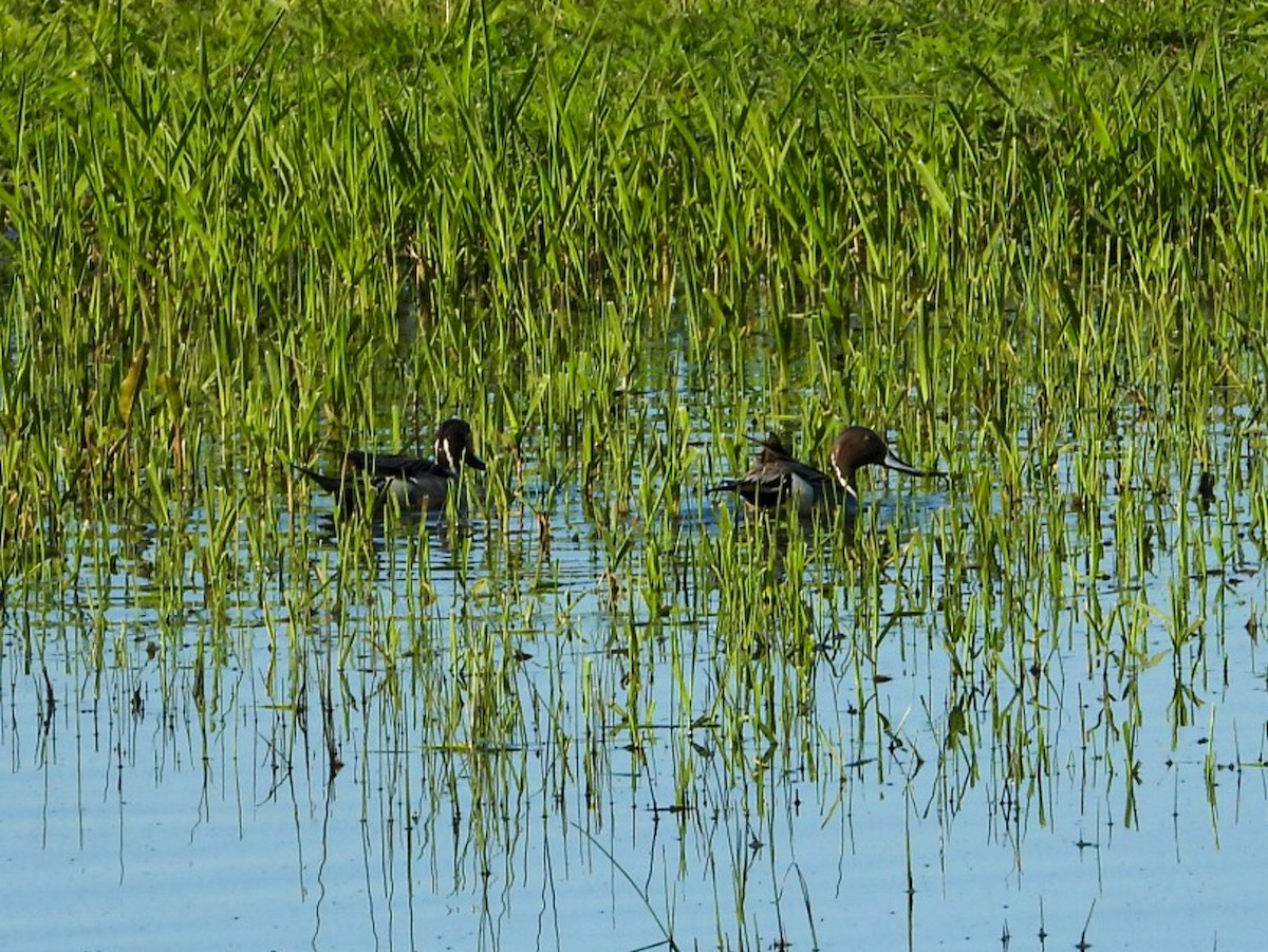 Northern Pintail - Jack Pauw