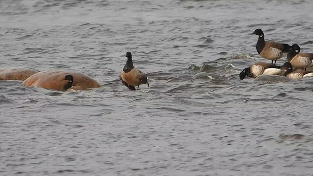 コクガン - ML619492453