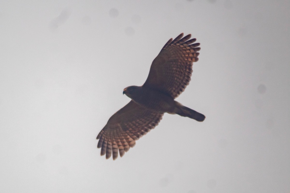 Roadside Hawk - Manuel de Jesus Hernandez Ancheita