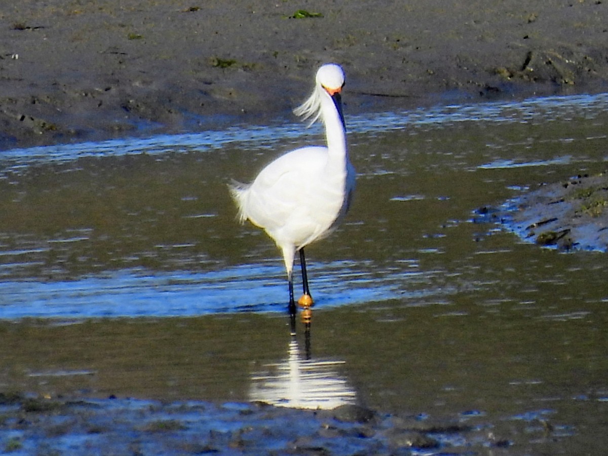 Snowy Egret - Lisa Schibley