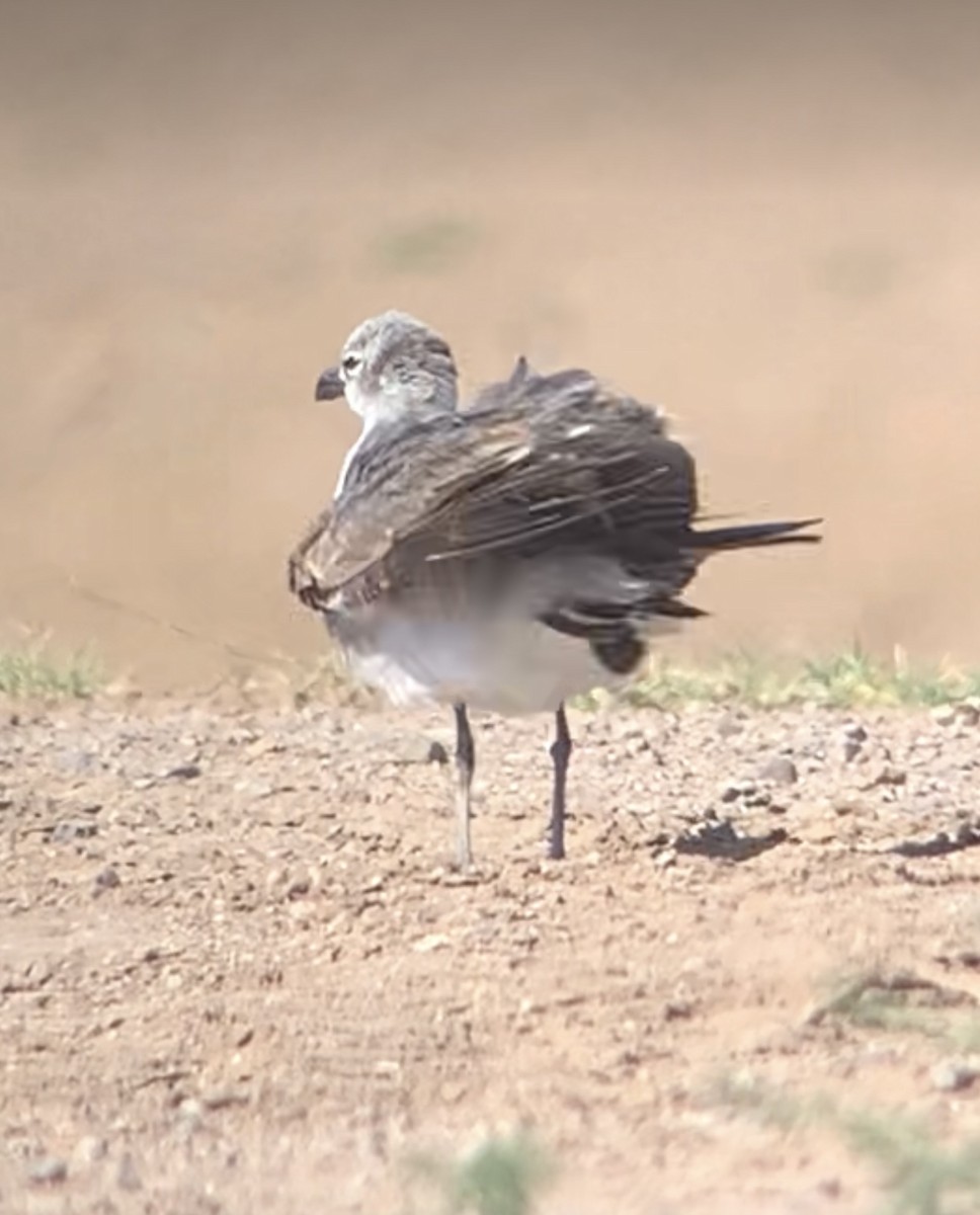 Laughing Gull - Sara Busch