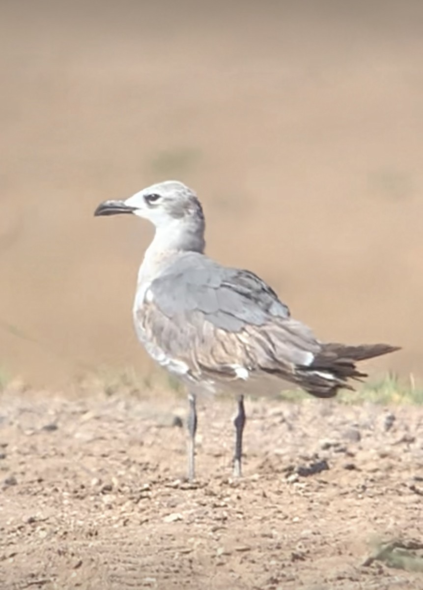 Laughing Gull - Sara Busch