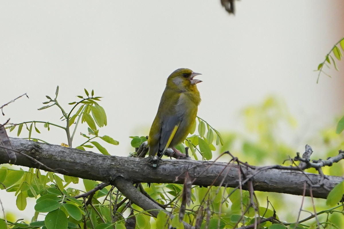 European Greenfinch - Michal Ostant