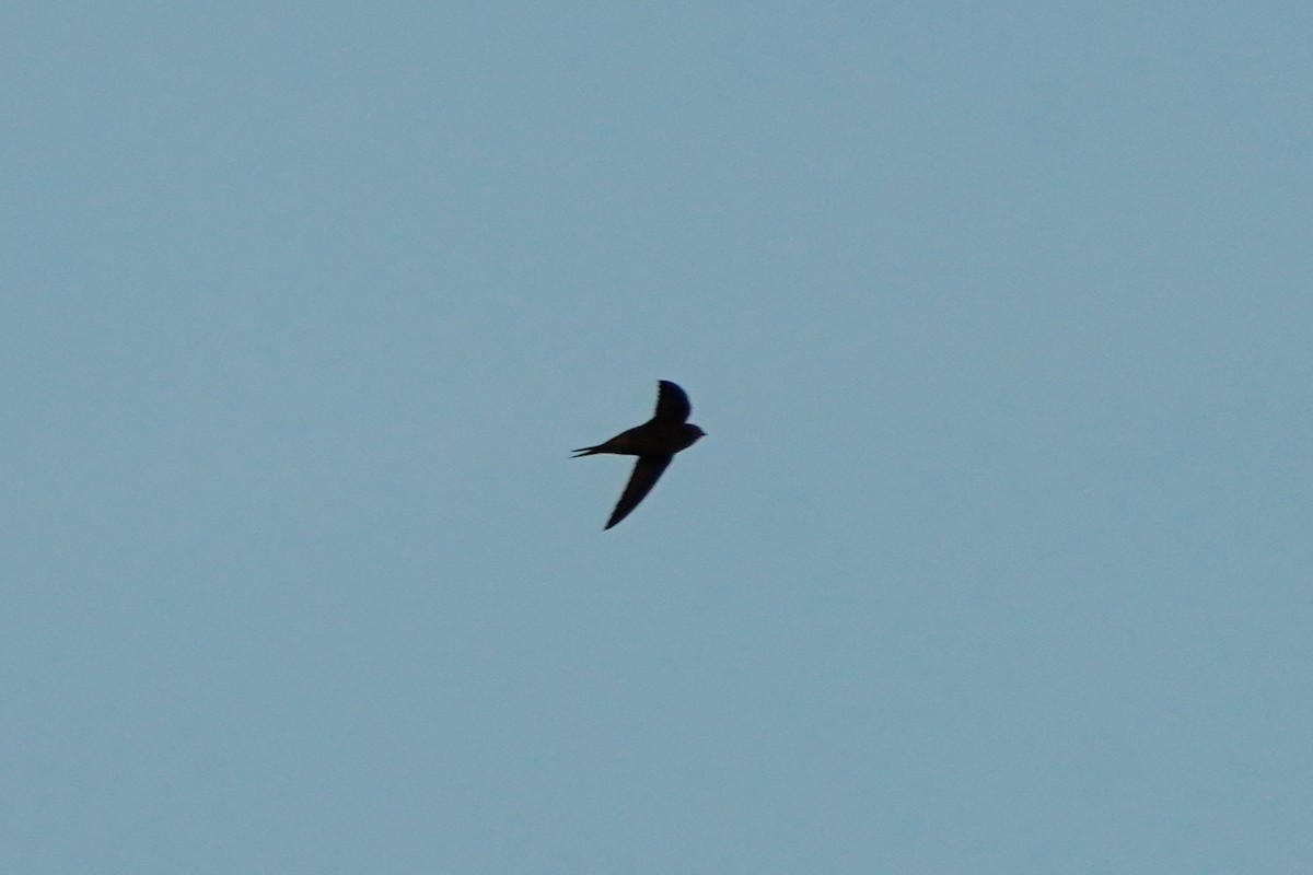 Common Swift - ML619492480