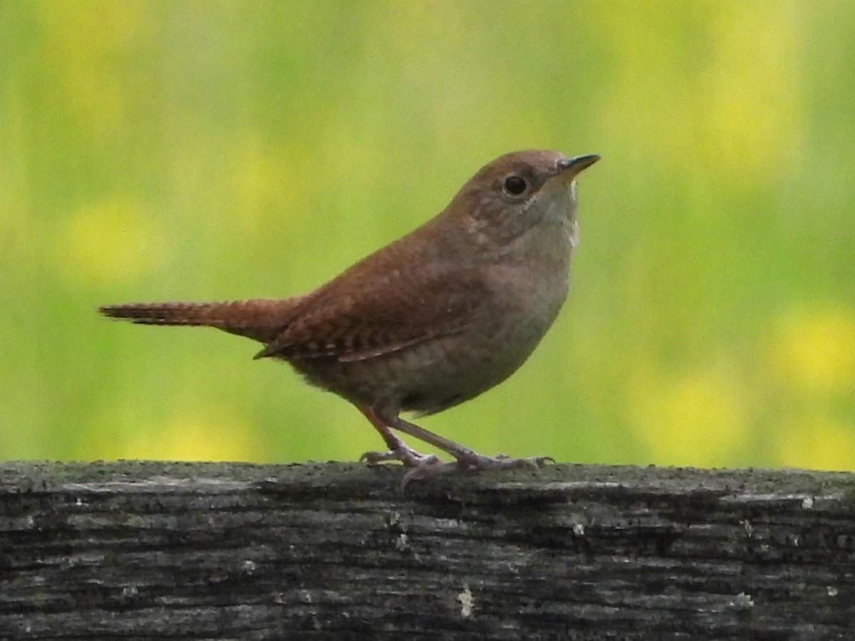 House Wren - Mike Cianciosi