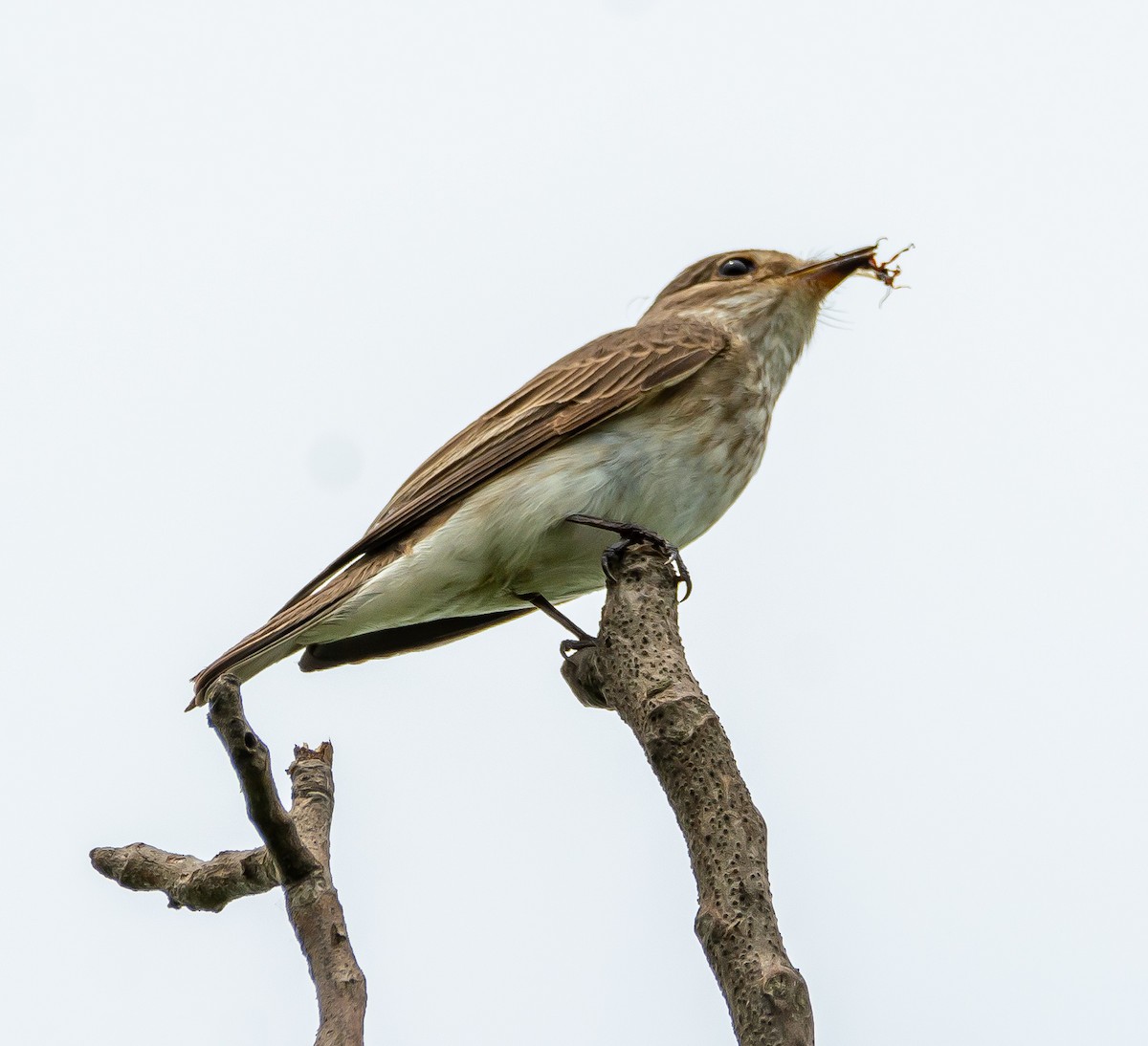 Spotted Flycatcher - Boris Okanović